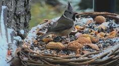 Netradičná reality šou: Milovníci prírody v Tatrách vytvorili vtáčiu televíziu