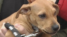 Ľudská krutosť nemá hranice. Vodič nechal šteňa v snehu pri ceste pod lesom