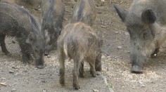 Diviaky zaplavili viaceré časti Košíc. Podľa odborníka premnožené nie sú