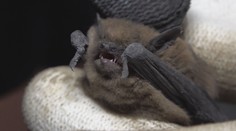 Sú neškodné, no dokážu nahnať strach. Do bytovky v Dubnici nad Váhom sa nasťahovali nečakaní nájomníci