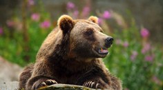 V Kľačne v noci videli päť medveďov, jeden z nich poškodil plot pri rodinnom dome