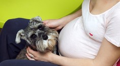 Pes je úžasný tvor. Dokáže odhaliť tehotenstvo skôr, ako to vie budúca mama