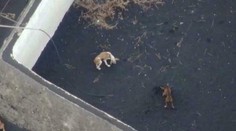 Láva na ostrove La Palma uväznila psov na malom „ostrove“. Aby nezomreli, kŕmia ich dronmi