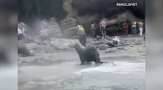 VIDEO: Krik a strach. Na dovolenkárov sa vrhli morské levy