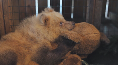 Malé medvieďa niekto utýral takmer k smrti. Život mu zachránili dobrí ľudia zo Zázrivej