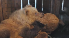 Malé medvieďa niekto utýral takmer k smrti. Život mu zachránili dobrí ľudia zo Zázrivej