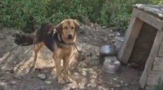 Nechali ho napospas osudu. Majitelia domu sa odsťahovali, pes ostal na dvore priviazaný na reťazi