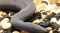 Na Floride sa zabýval nový invazívny druh. Ide o pomerne kuriózneho tvora