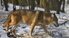 Počty vlkov v Beskydách stagnujú. Môžu za to najmä slovenskí poľovníci
