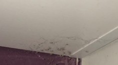 Hororový zážitok počas upratovania, z chumáča prachu sa vykľula armáda pavúkov