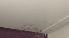 Hororový zážitok počas upratovania, z chumáča prachu sa vykľula armáda pavúkov