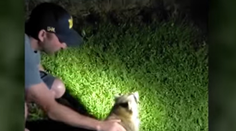 VIDEO: Bizarná situácia pre mužov počas opekačky. Zachránili medvedíka čistotného dusiaceho sa syrom