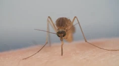 V dovolenkových destináciách sa šíri Západonílska horúčka. Nebezpečný vírus má prvé obete