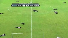 VIDEO: Votrelci na ihrisku prerušili zápas. Fanúšikovia v tom tentoraz boli nevinne