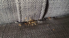 Štípu aj v kinách, školách či vo vlakoch. Vo Francúzsku na ľudí útočia malé, no poriadne drzé predátory