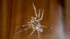 Pavúk s hororovým názvom sa udomácnil v strednej Európe. Výskyt hlásia okolité štáty a videli ho aj u nás