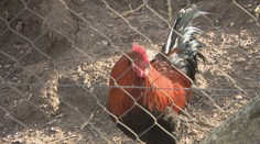 Pri Trnave a Senci potvrdili ďalšie ohniská vtáčej chrípky. Zisťovali sme, ako hydinu na dvore ochrániť