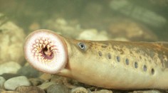 V Jadranskom mori sa na loď prisal ojedinelý parazit. Pre okolie je hrozbou