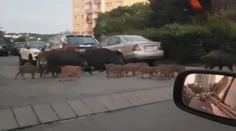 VIDEO: Bratislavčania zostali poriadne zaskočení. Po Kramároch sa prechádzalo veľké stádo diviakov