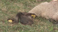 Na východe vyčíňa svorka mladých vlkov. Roztrhali 15 špeciálnych oviec