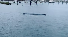 VIDEO: V Baltskom mori sa objavil nečakaný živočích. Jeho prítomnosť však mnohých znepokojila