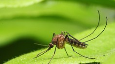 Komáre už útočia, invázia potrápi najmä jednu lokalitu. Chrániť sa viete aj sami