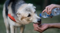 Veľké teplo môže našim domácim miláčikom spôsobiť smrť. Odborníci radia, ako predísť prehriatiu