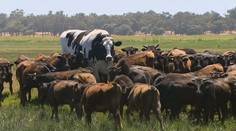 Krava basketbalistka. Jej výška vás ohúri