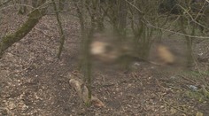 Africký mor sa šíri. Zákaz vstupu do lesa platí už aj v obciach v okolí Topoľčian