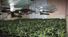 Drogy mňau-mňau, Spice, či K2. Odborníci pred nimi varujú