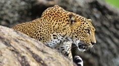 Leopard zabil budhistického mnícha. Meditoval v národnom parku