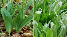 Dve ženy si pomýlili medvedí cesnak s životu nebezpečnou rastlinou, skončili vo vážnom stave