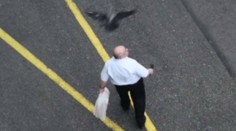 Bratislavská mestská časť vysvetľuje množiace sa nálety vrán na ľudí, psov i mačky