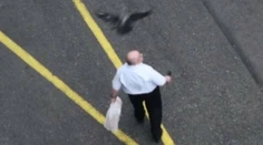 Bratislavská mestská časť vysvetľuje množiace sa nálety vrán na ľudí, psov i mačky