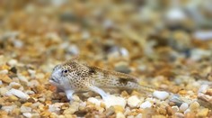 Akoby mala ruky. Žena objavila na pláži nesmierne vzácnu rybu, ktorú považovali za vyhynutú