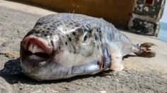 Dovolenkárov v Grécku terorizuje nebezpečná ryba. Dávajte si pozor, uhryznutie môže byť bolestivé