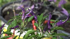 Dve klasiky, ktoré sme jedávali na raňajky od detstva