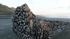 Záhadný objekt, ktorý vyplavilo more, rozprúdil debatu na sociálnych sieťach