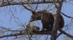 V Šuriankach pri Nitre videli zatúlanú medvedicu s mláďatami