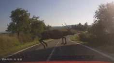 Neuveriteľný skok jeleňa, ktorý vbehol na cestu. Zachránil život sebe a možno aj vodičovi