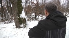 Tu už končia všetky žarty! Deti sa sánkujú pod nadpílenými stromami