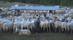 Žiadna moderná technológia, len ruky. Pozrite sa, ako bača žije na tradičnom salaši