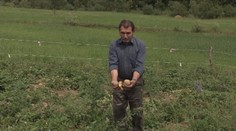 Na Zamagurí vyčíňajú pažravé diviaky. Farmári sú zúfalí