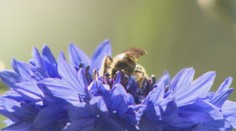 Záhrada bez hmyzu je nefunkčná. Tu je niekoľko tipov, ako prilákať malých pomocníkov