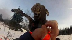 Lovca „dobil" divoký los. Pozrite si to na videu