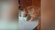 VIDEO: Osamelý zlatý retríver sa na Vianoce dočkal najkrajšieho darčeka