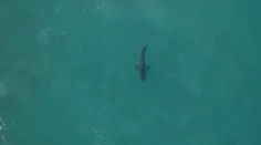 Nepríjemná náhoda: Surfér pre dvoma rokmi "zbil" žraloka, teraz si ho opäť našiel