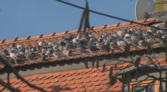 Niekde ich chcú, inde je za ich kŕmenie pokuta. Vrásky momentálne spôsobujú Nitranom