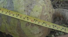 Záhradkár vypestoval gigantický kaleráb. Takého fešáka ešte nemal