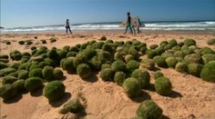 V Austrálii na pláži sa opäť objavili záhadné zelené gule